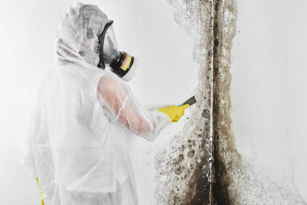 Best Residential Mold Removal  in St Clair, MI