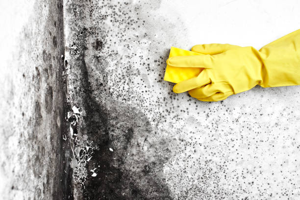 Mold Removal Process in St Clair, MI