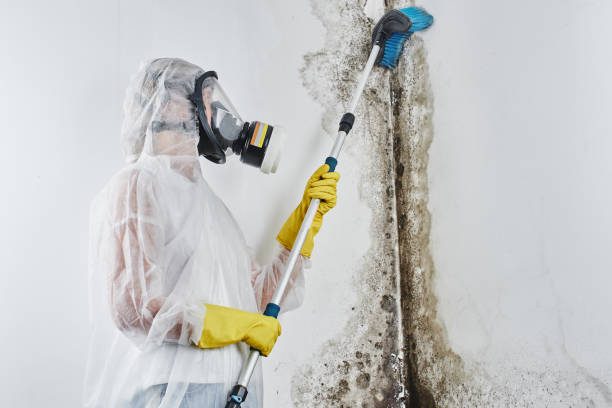 Best Home Mold Removal  in St Clair, MI