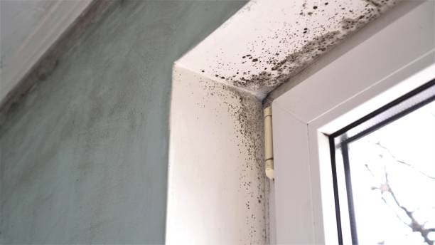 Best Toxic Mold Removal  in St Clair, MI