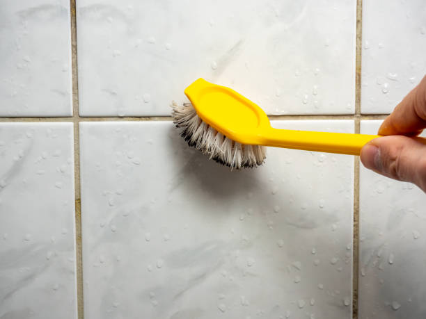 Reliable St Clair, MI Mold Removal Solutions