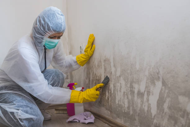 Best Fast Mold Removal  in St Clair, MI