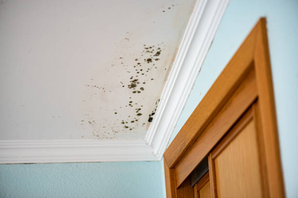 Best Mold Cleaning Services  in St Clair, MI