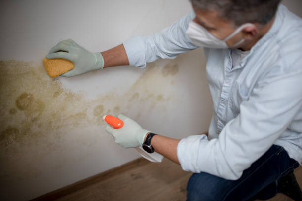 Best Fast Mold Removal  in St Clair, MI