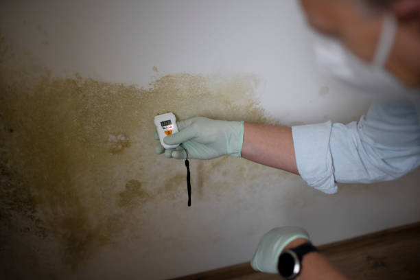 Professional Mold Removal in St Clair, MI