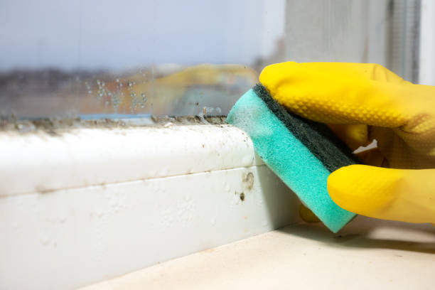 Best Certified Mold Removal  in St Clair, MI