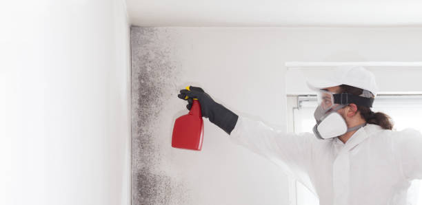 Best Mold Remediation  in St Clair, MI