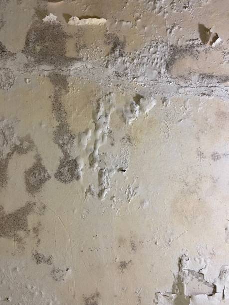 Best Office Mold Removal Services  in St Clair, MI