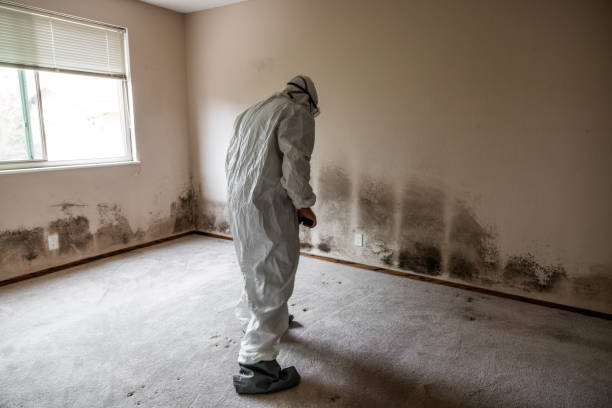 Best Toxic Mold Removal  in St Clair, MI