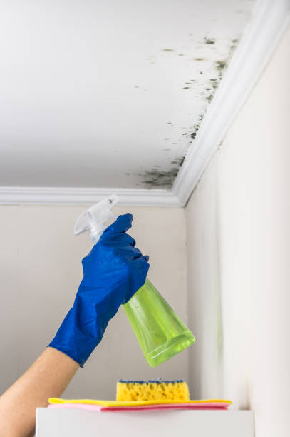 Best Mold Damage Repair  in St Clair, MI