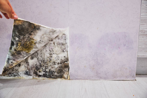 Reliable St Clair, MI Mold Removal Solutions